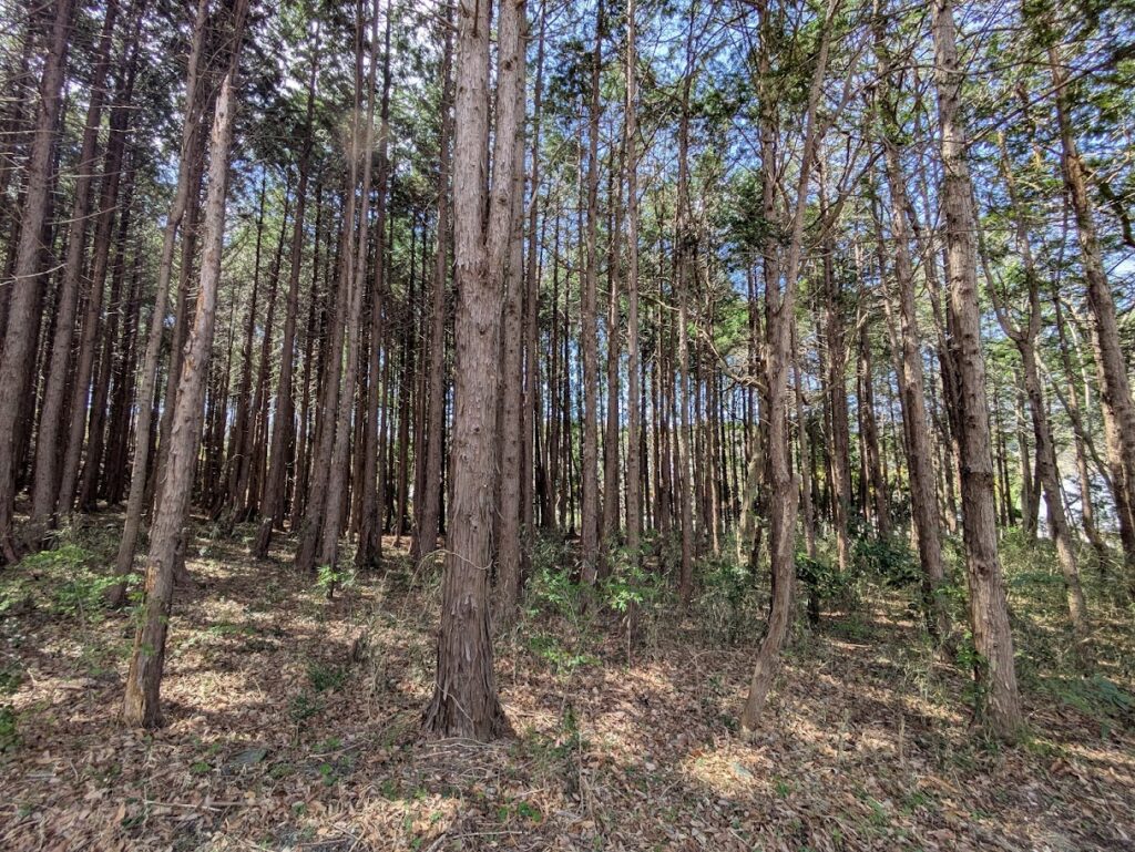 小高区神山字土橋（山林）